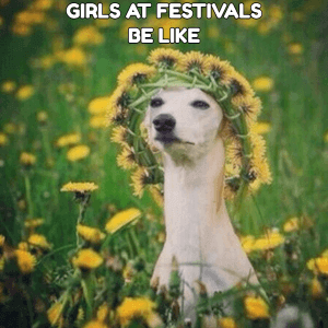 Festival meiden