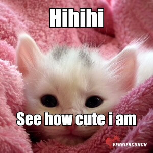 Schattig poesje